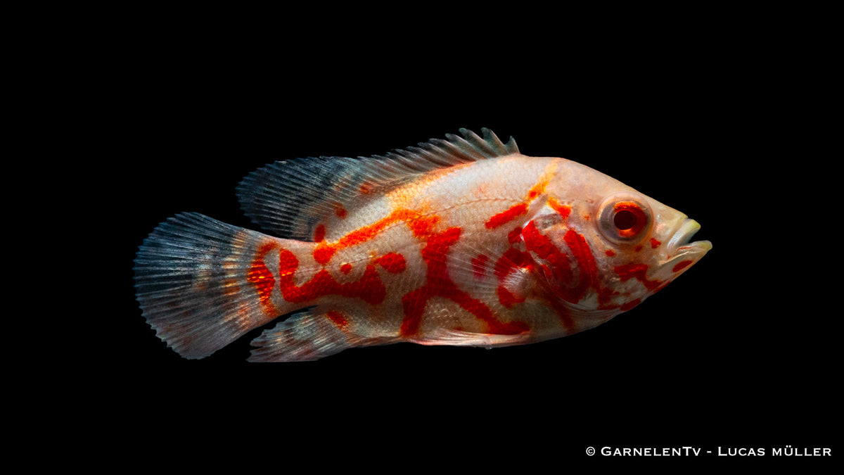 Pfauenaugenbuntbarsch albino Tiger - Astronotus ocellatus (4 cm)