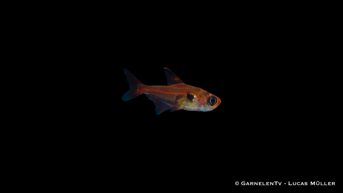 Megalamphodos sweglesi Red Fish Swimming Gracefully