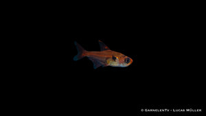 Megalamphodos sweglesi Red Fish Swimming Gracefully