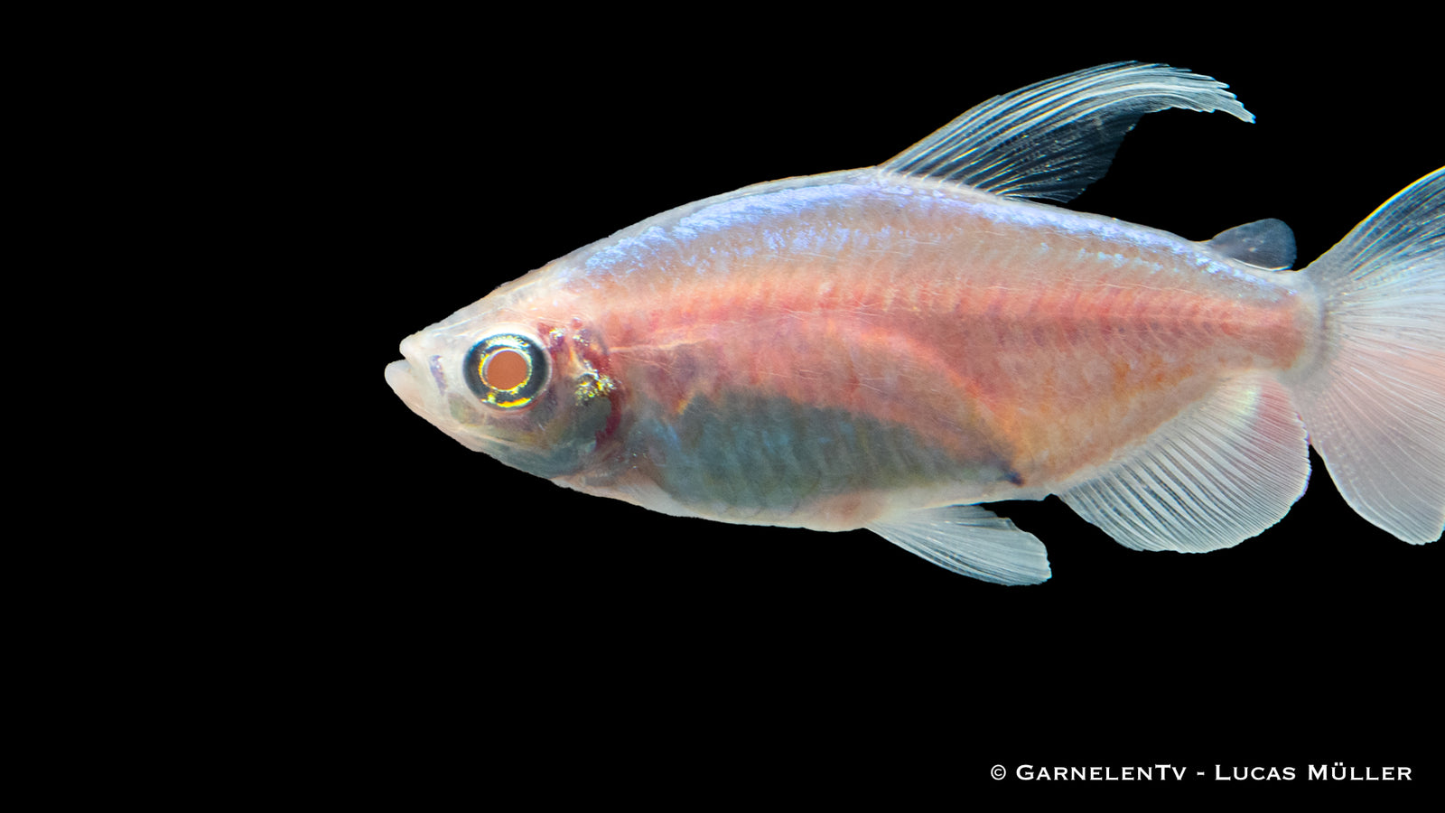 Kongosalmler Albino schwimmt im Aquarium