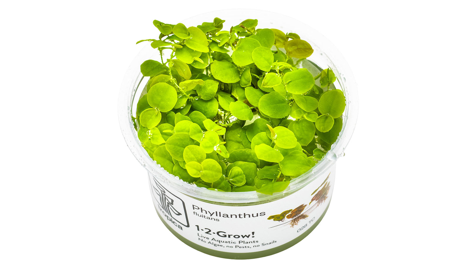 Phyllanthus fluitans InVitro Pflanze