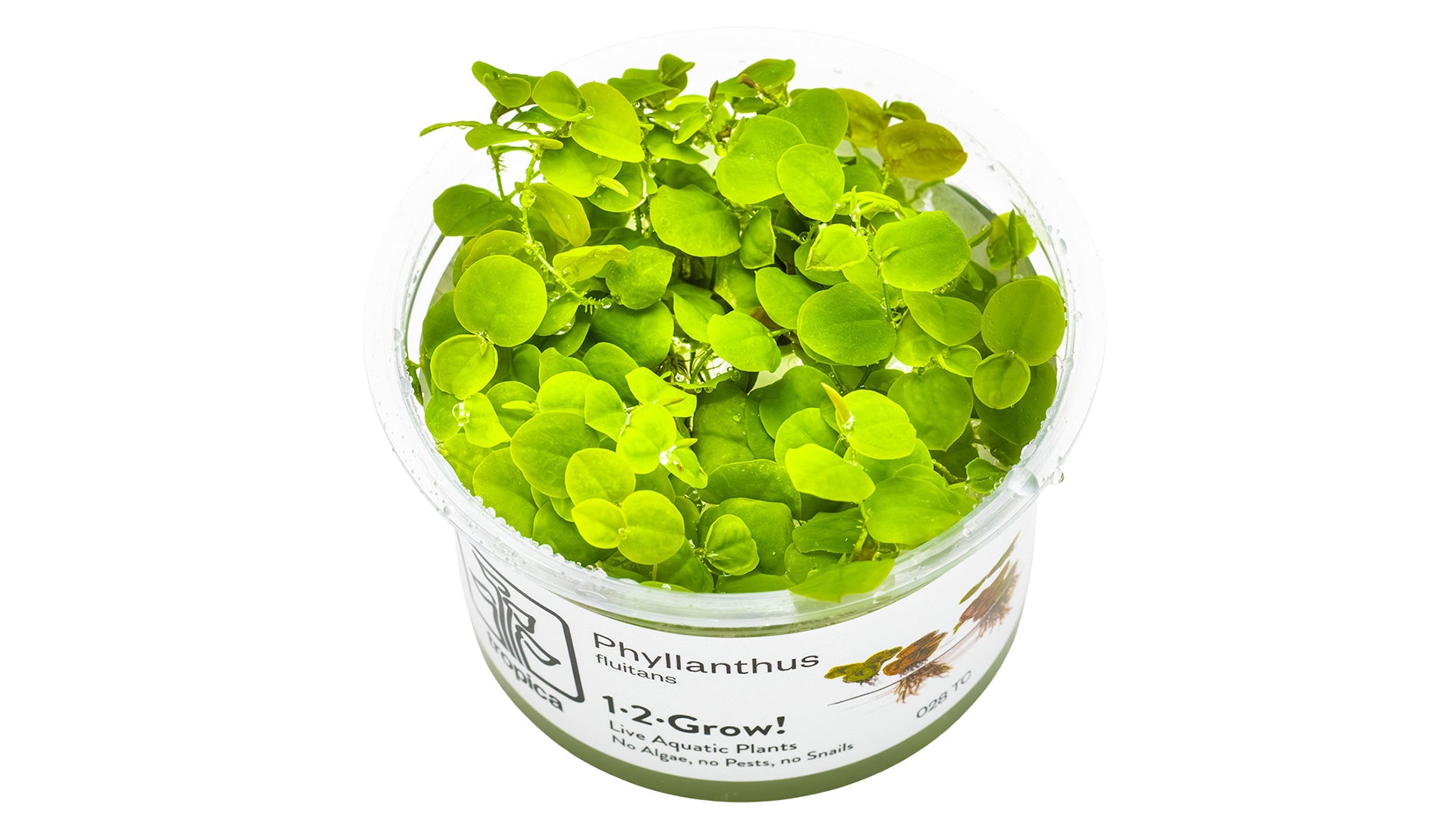 Phyllanthus fluitans InVitro Pflanze