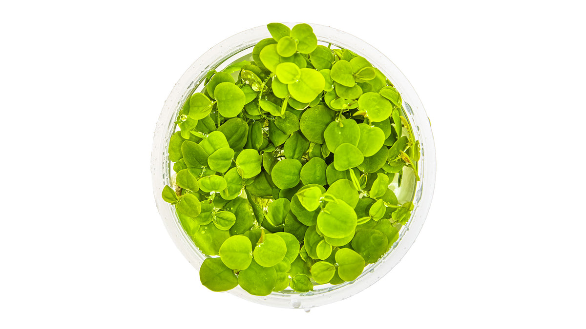 Phyllanthus fluitans von oben