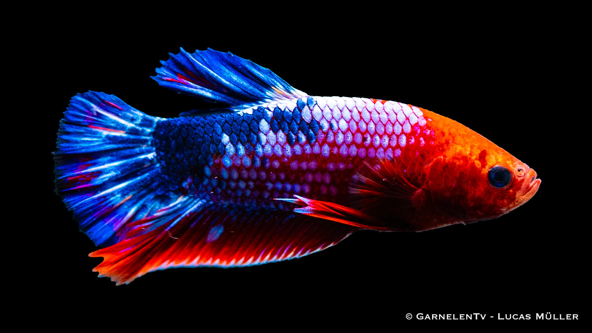 Plakat Koi Hellboy Betta in a well-maintained aquarium