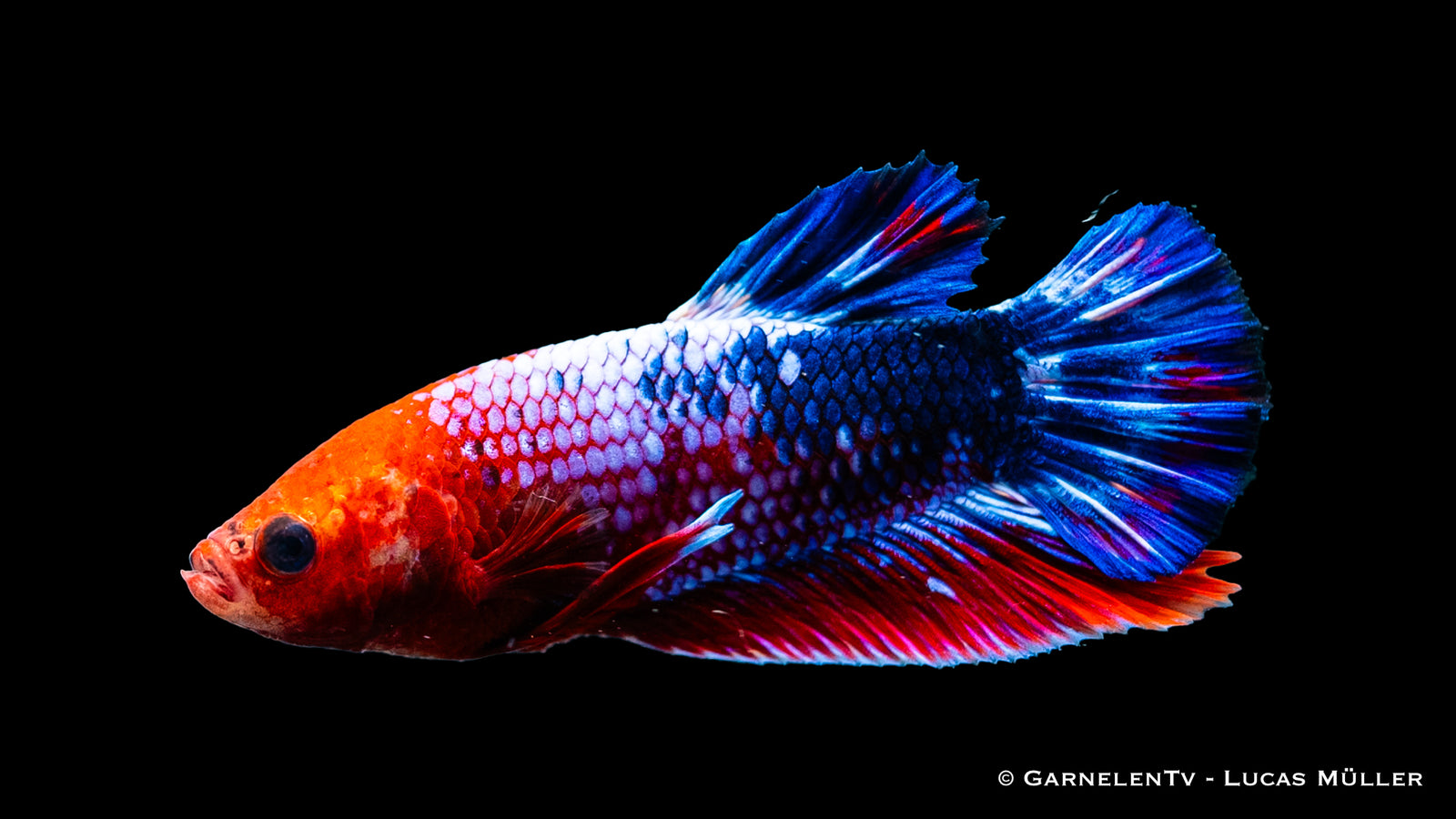 Plakat Koi Hellboy Betta swimming in a freshwater aquarium