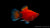 Platy Korall Rot Mond – Xiphophorus maculatus im Aquarium