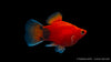 Platy Korall Rot Mond - Xiphophorus maculatus