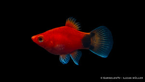Xiphophorus maculatus Platy Korall Rot Mond mit anderen Fischen
