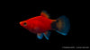 Platy Korall Rot Mond - Xiphophorus maculatus