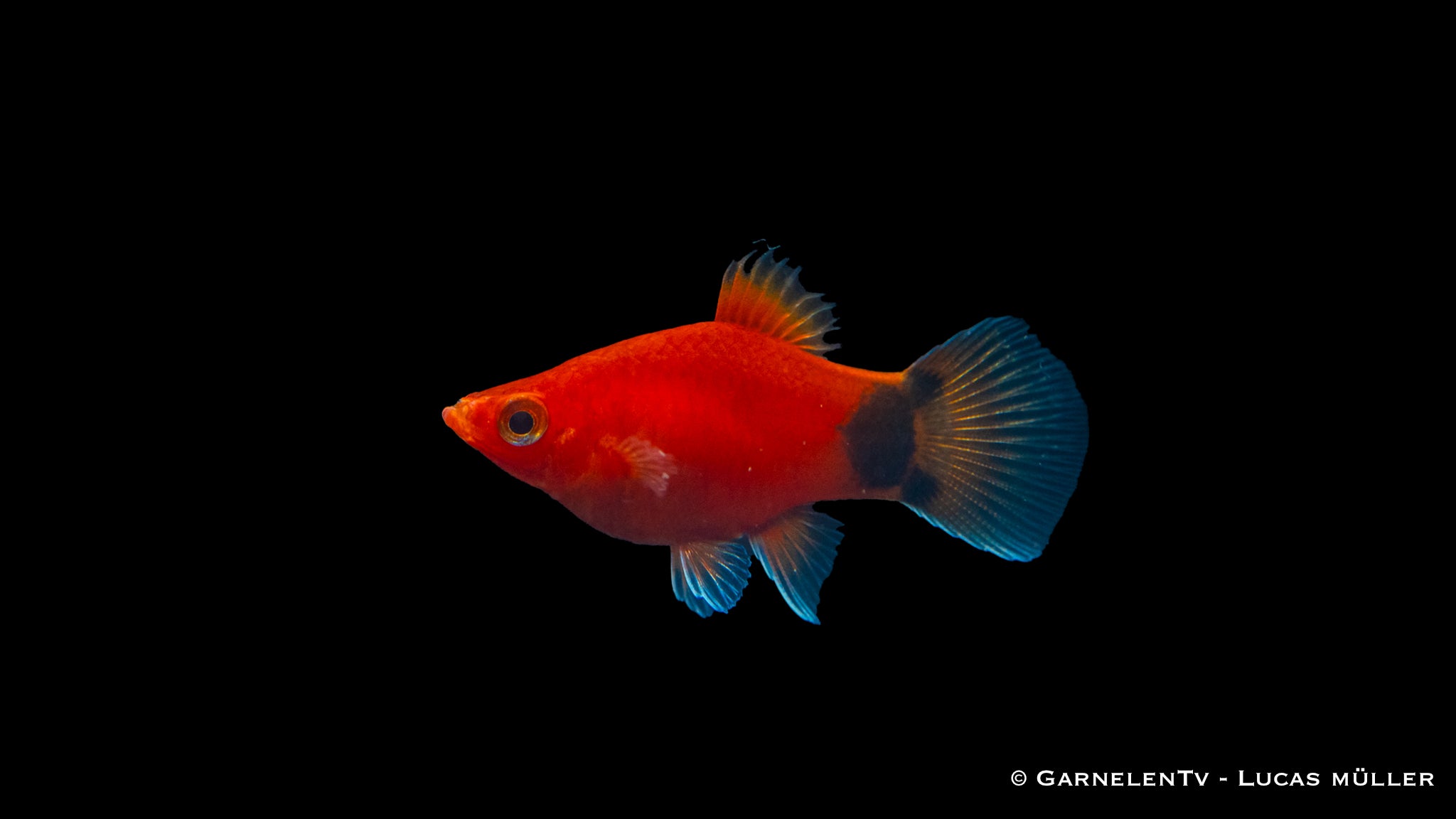 Platy Korall Rot Mond - Xiphophorus maculatus