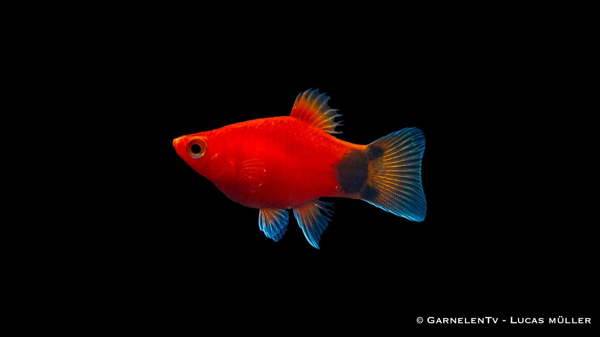 Platy Korall Rot Mond - Xiphophorus maculatus