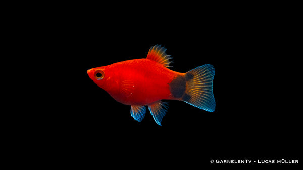 Platy Korall Rot Mond - Xiphophorus maculatus