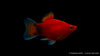 Platy Korall Rot Mond - Xiphophorus maculatus