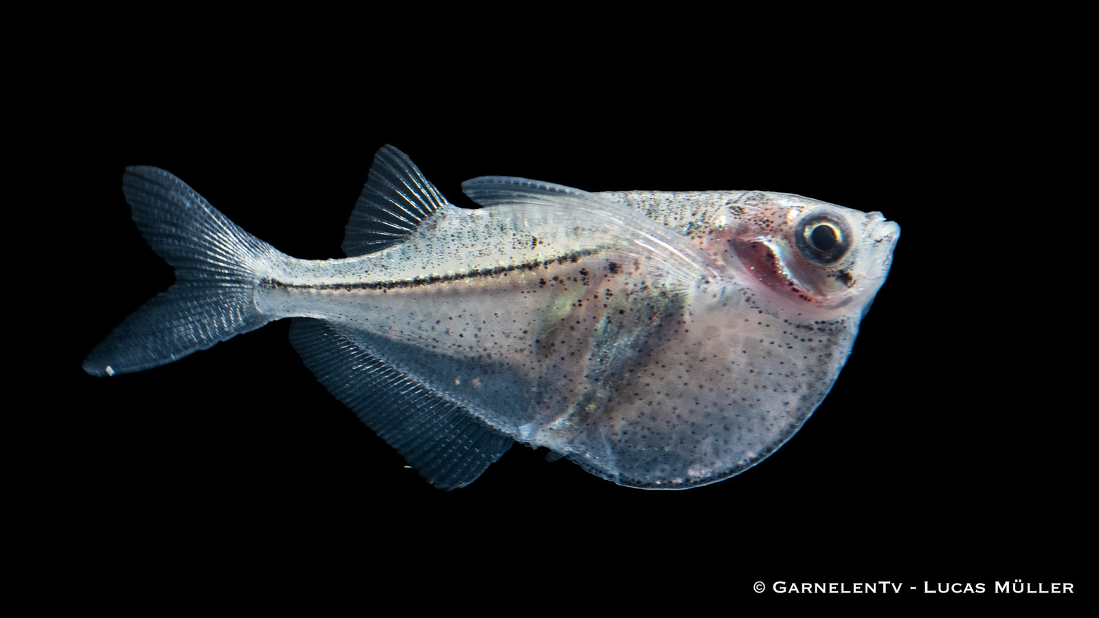 Platinbeilbauch (Thoracocharax stellatus) im Aquarium