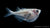 Platinbeilbauch (Thoracocharax stellatus) im Aquarium