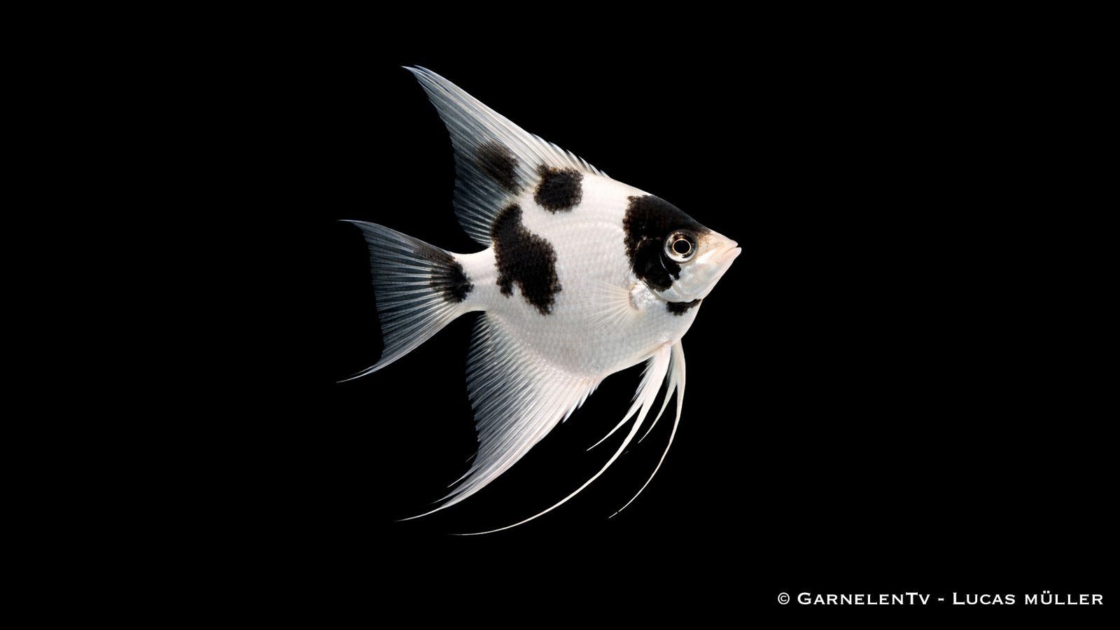 Platinum-Panda-Skalar - Pterophyllum scalare