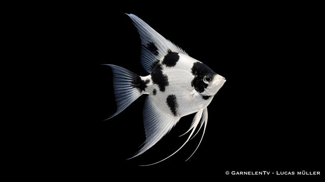 Platinum-Panda-Skalar - Pterophyllum scalare