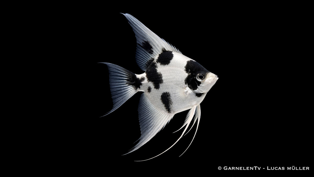 Platinum-Panda-Skalar - Pterophyllum scalare