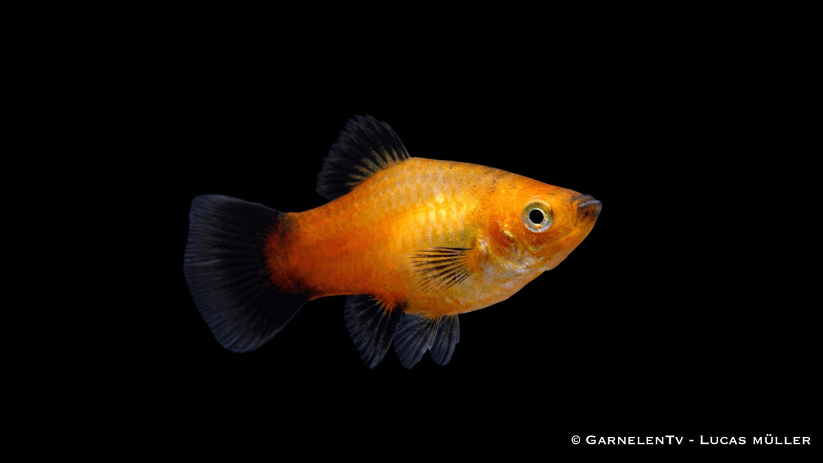Platy Gold Wagtail - Xiphophorus maculatus