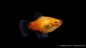 Platy Gold Wagtail - Xiphophorus maculatus