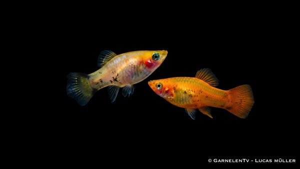 Platy Gold Nadel - Xiphophorus maculatus