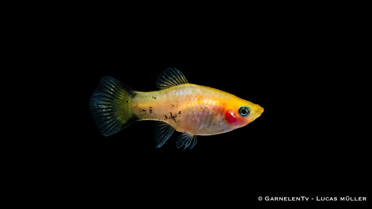 Platy Gold Nadel - Xiphophorus maculatus