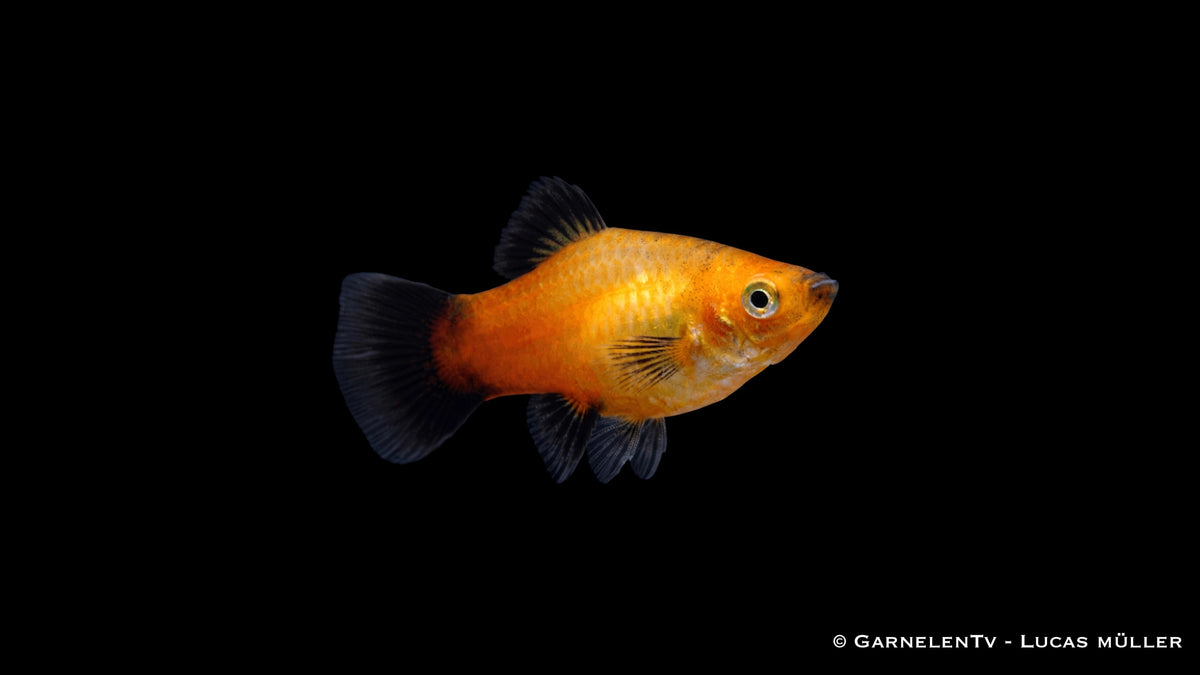 Platy Gold Wagtail - Xiphophorus maculatus