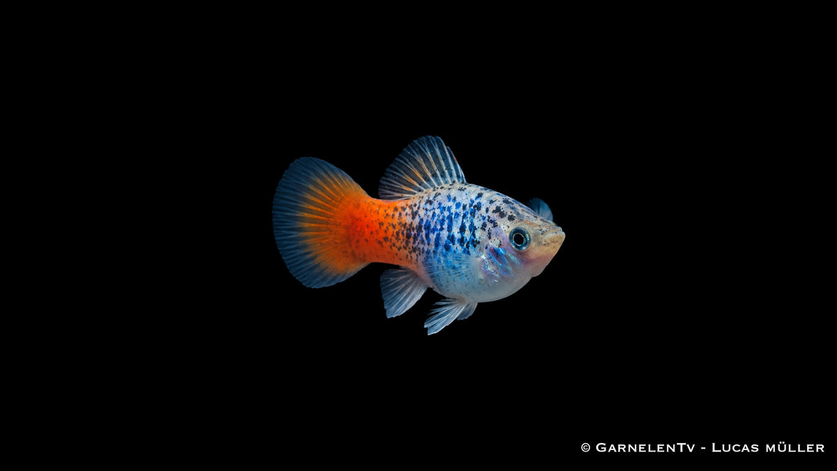 Xiphophorus maculatus Blau Calico Glühlicht im Aquascaping
