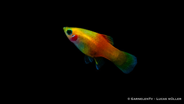 Platy Ananas - Xiphophorus maculatus