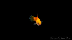 Schwarm Platy Ananas im Süßwasserbecken