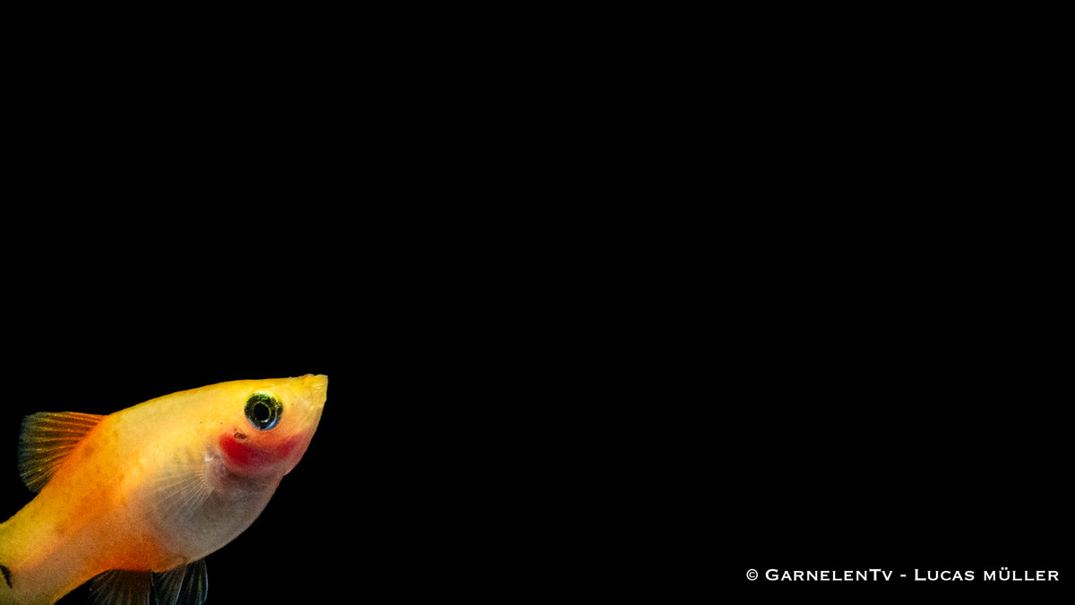 Platy Ananas mit anderen tropischen Fischen