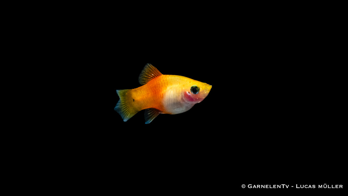 Platy Ananas – ideale Wasserwerte für Haltung