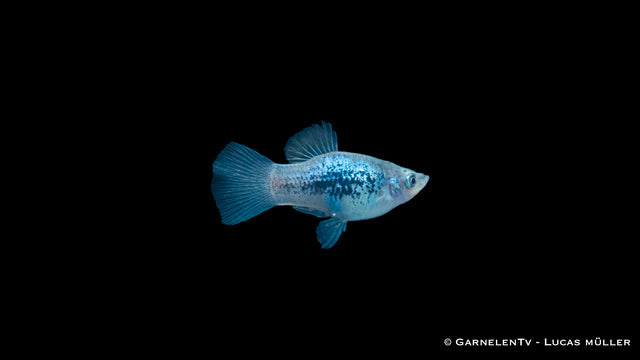 Platy Blau Tuxedo Glühlicht (Xiphophorus maculatus) im Aquarium