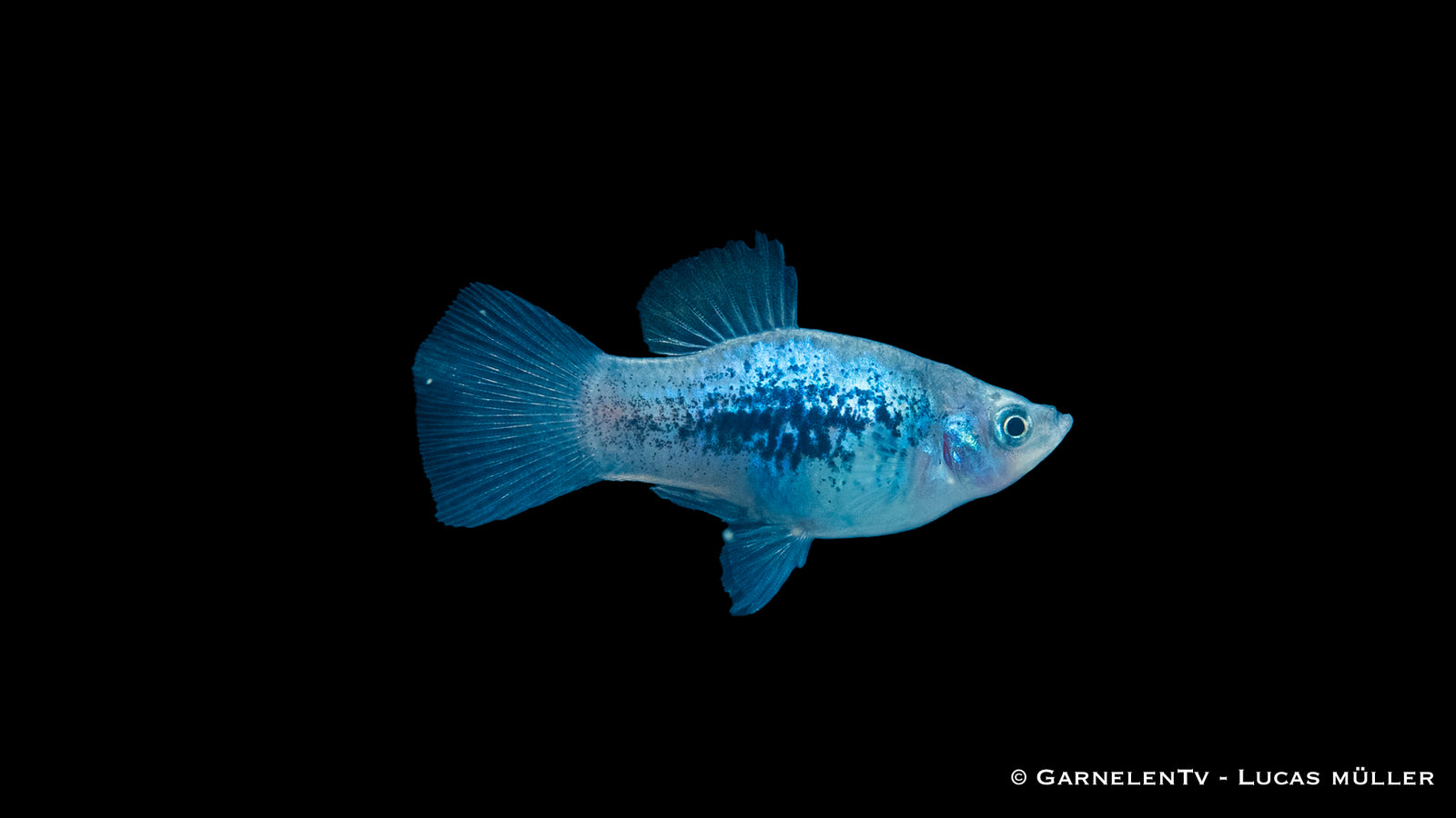 Platy Blau Tuxedo Glühlicht (Xiphophorus maculatus) im Aquarium