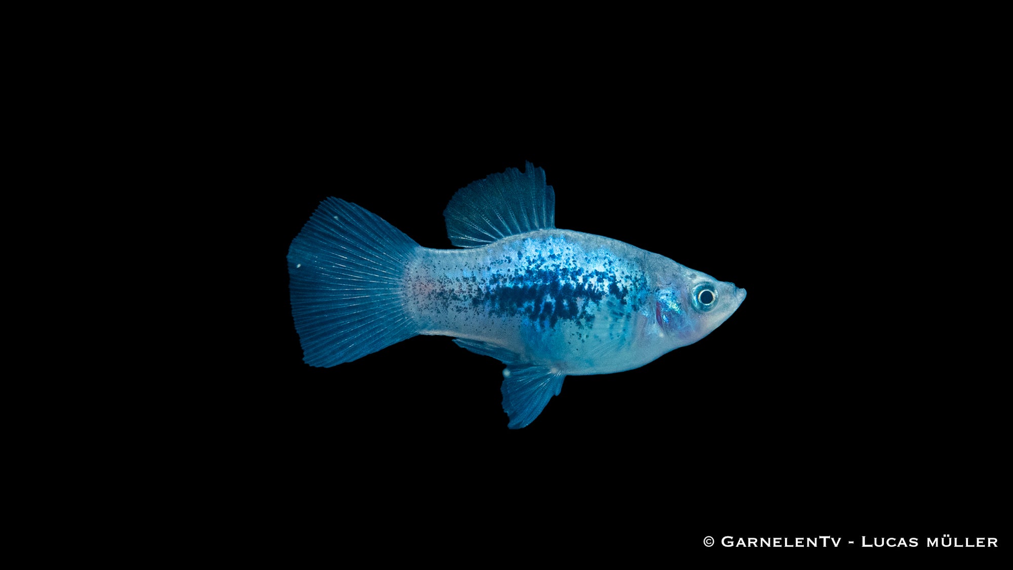 Platy Blau Tuxedo – Xiphophorus maculatus im Aquarium