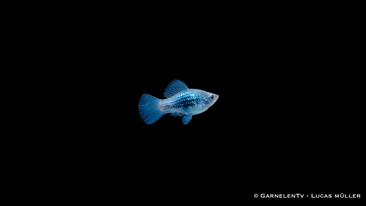 Platy Blau Tuxedo Glühlicht - Xiphophorus maculatus