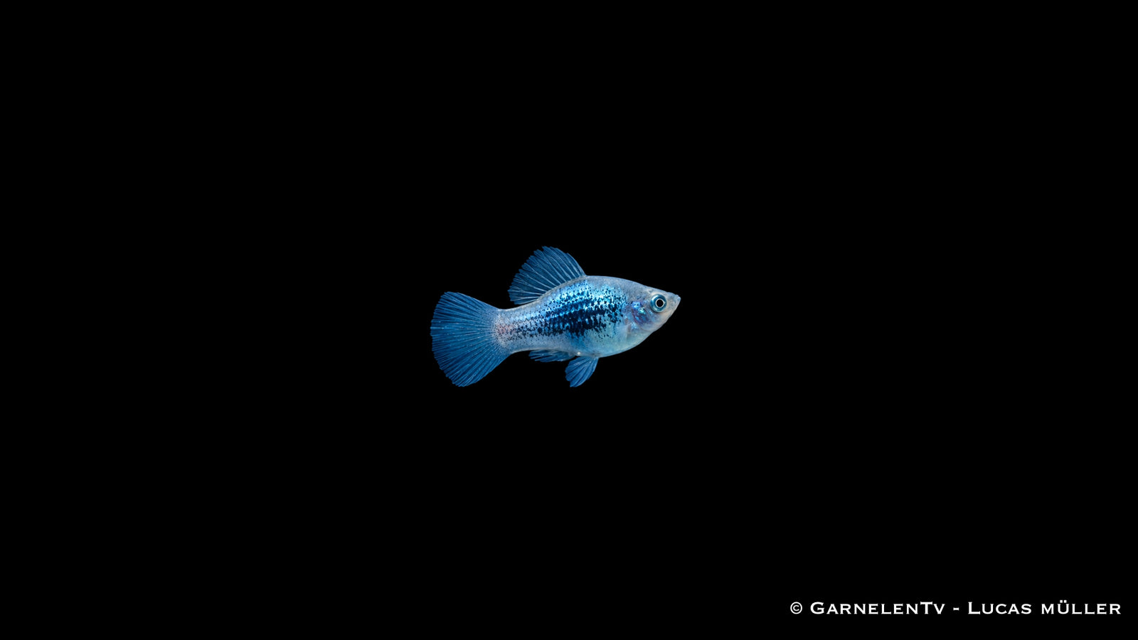Platy Blau Tuxedo Glühlicht - Xiphophorus maculatus