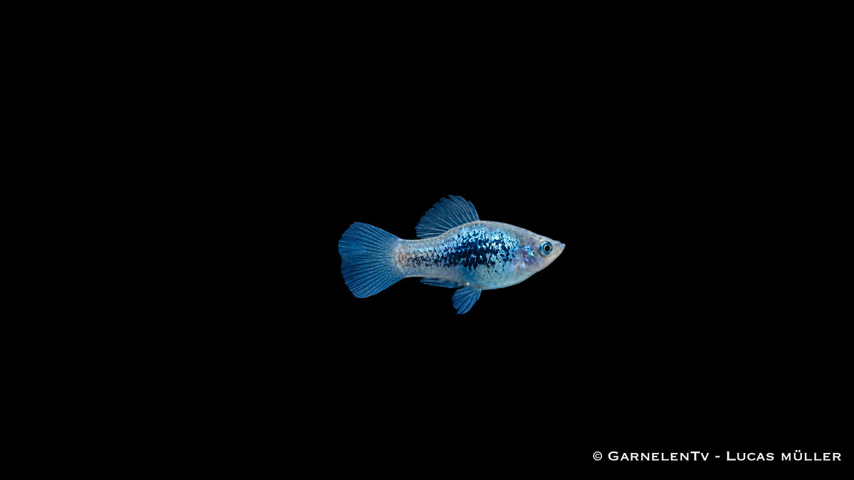 Platy Blau Tuxedo Glühlicht - Xiphophorus maculatus