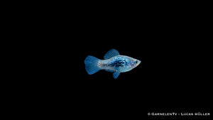 Platy Blau Tuxedo Glühlicht - Xiphophorus maculatus