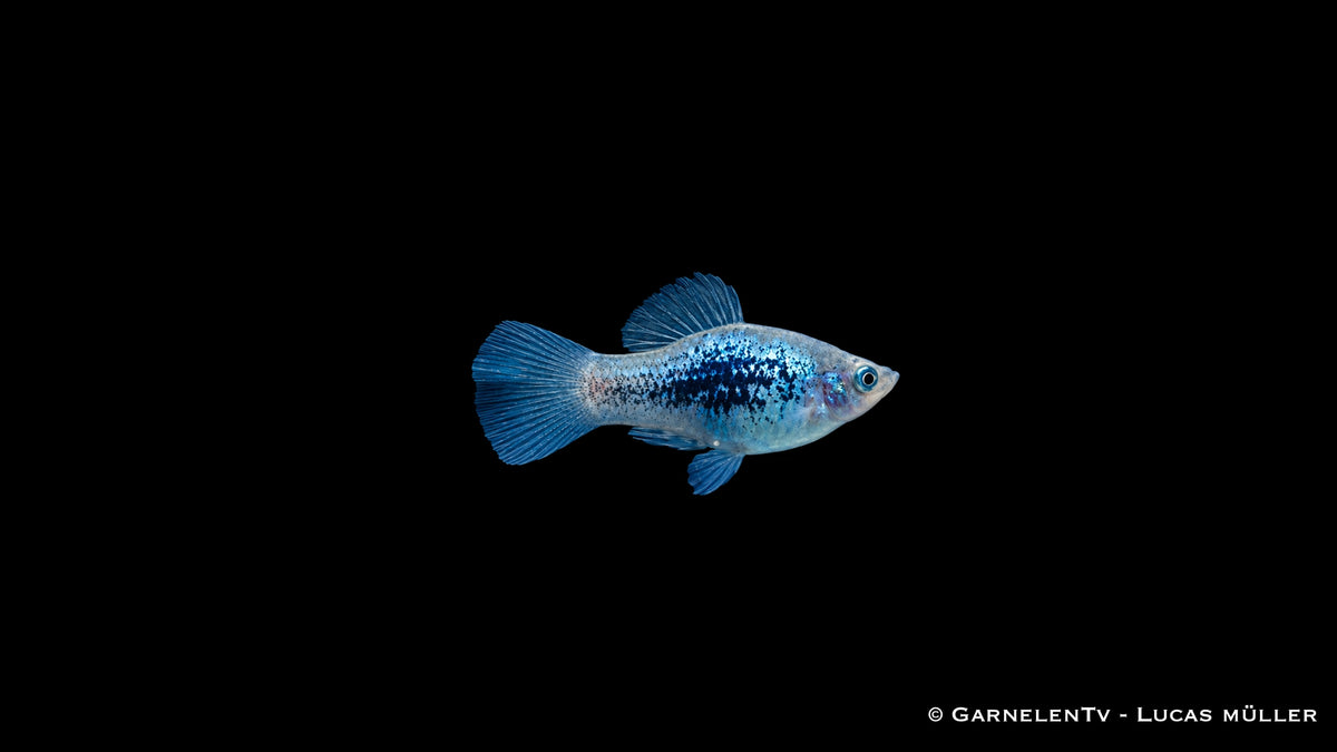 Platy Blau Tuxedo Glühlicht - Xiphophorus maculatus