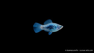 Platy Blau Tuxedo Glühlicht - Xiphophorus maculatus