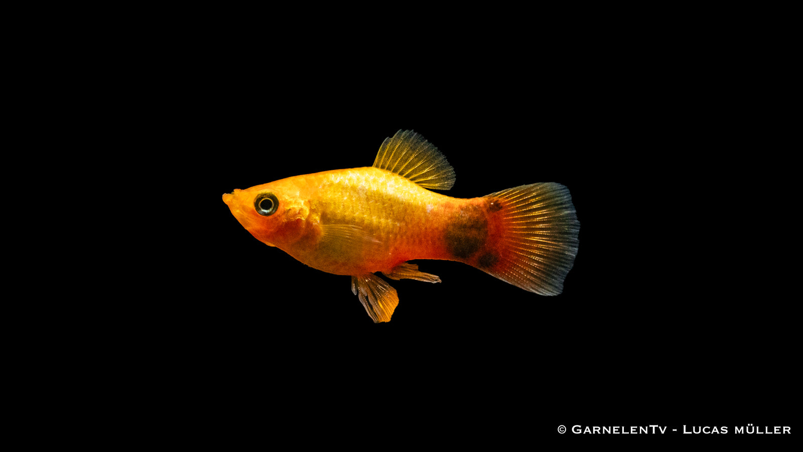 Platy Gold Mond Glühlicht – Xiphophorus maculatus im Aquarium
