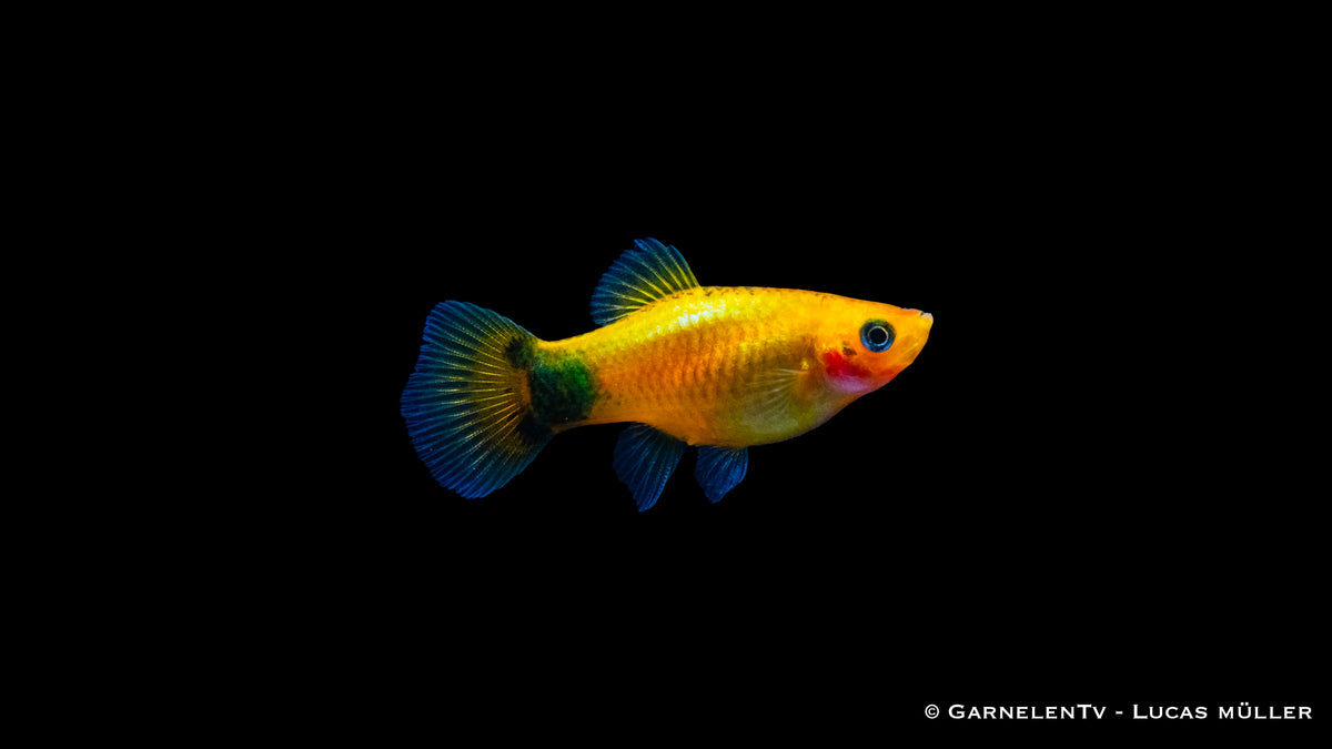 Platy Gold Mond Glühlicht schwimmt im Schwarm