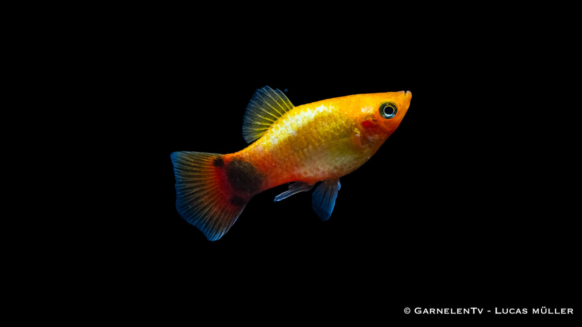 Xiphophorus maculatus Gold Mond Glühlicht bei 22-26°C