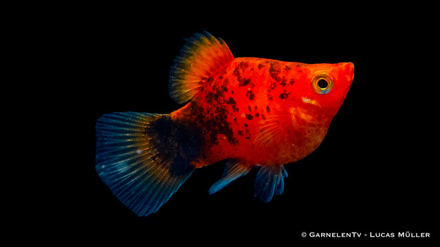 Platy Korall Berliner Zierfisch schwimmt im Aquarium