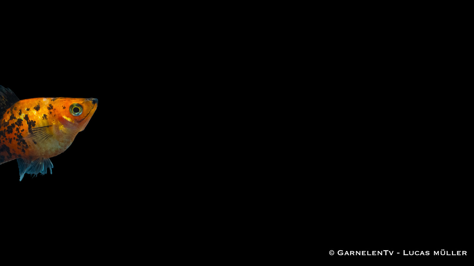 Platy Marygold Gepunktet Glühlich – Xiphophorus maculatus im Aquarium