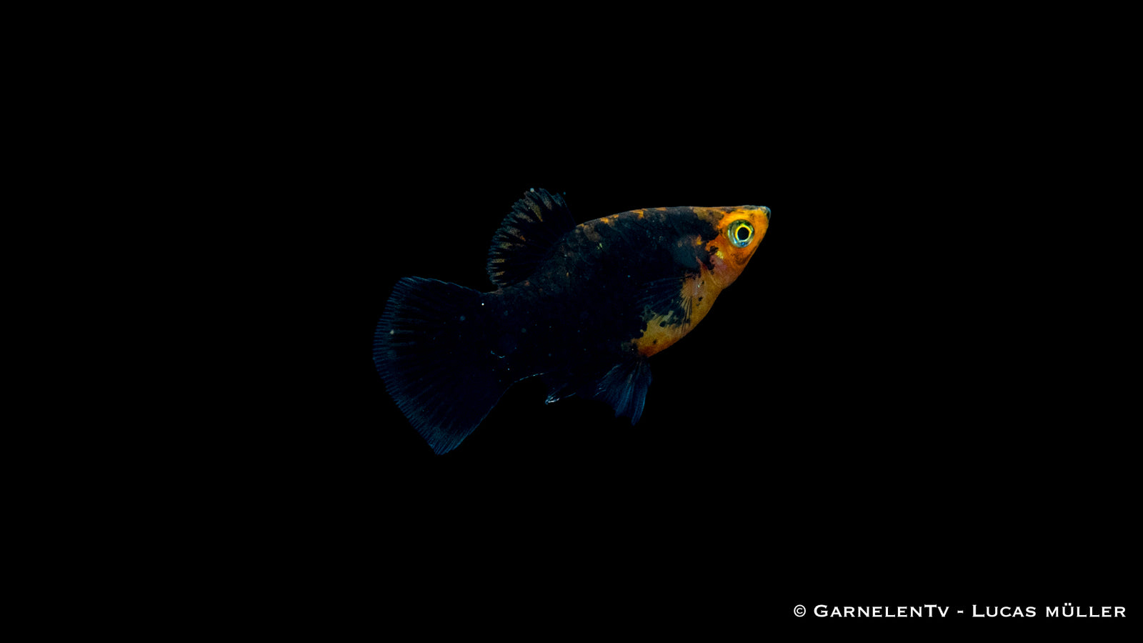 Platy Marygold Gepunktet Glühlich – Xiphophorus maculatus im Aquarium