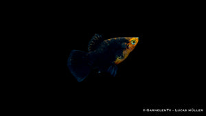 Platy Marygold Gepunktet Glühlich in Gruppenhaltung