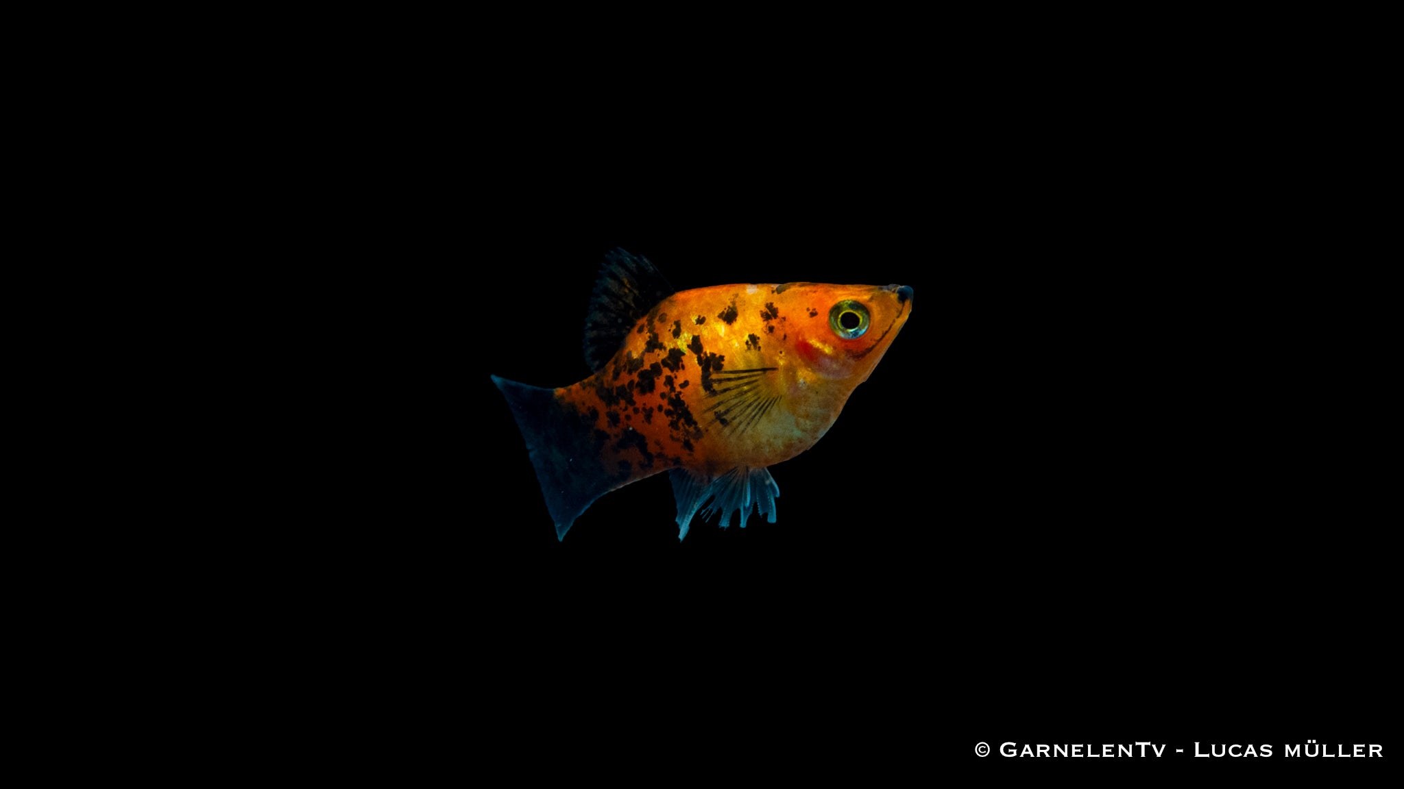 Platy Marygold Gepunktet Glühlich - Xiphophorus maculatus