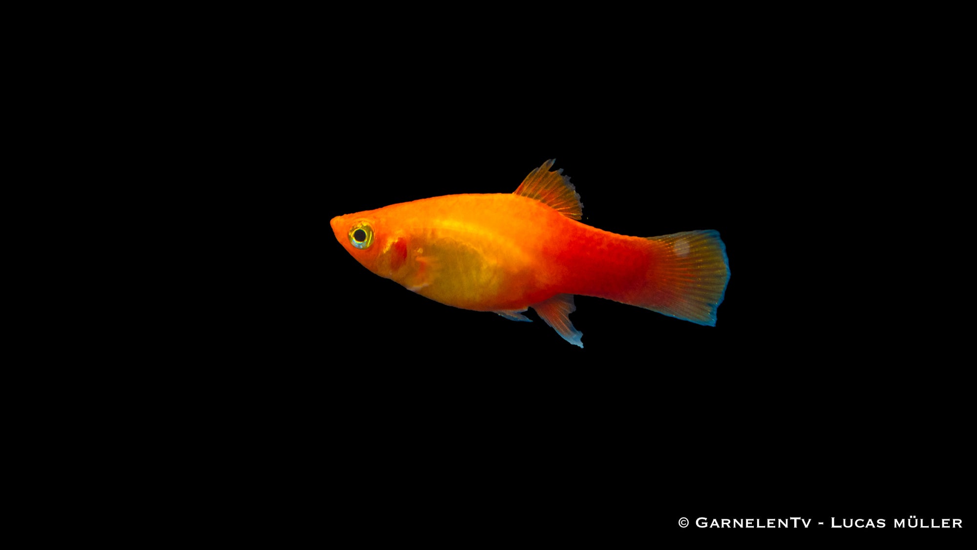 Platy Marygold – Xiphophorus maculatus im Aquarium